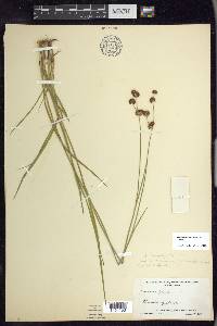 Juncus ensifolius var. montanus image