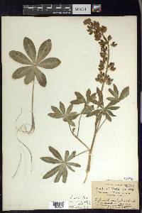 Lupinus polyphyllus var. burkei image