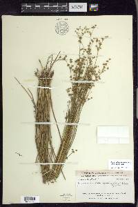 Juncus subcaudatus image