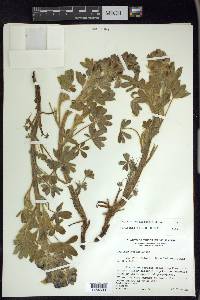Lupinus nootkatensis image