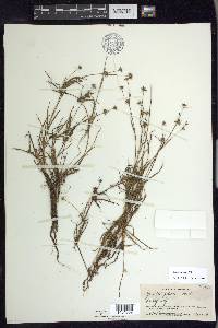 Juncus repens image