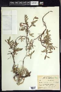 Salix cascadensis image