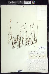 Juncus triglumis image