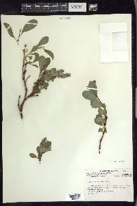 Salix chamissonis image