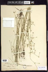 Juncus subcaudatus image