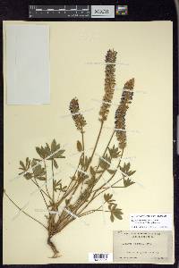 Lupinus lepidus image