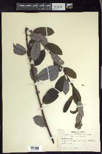 Salix hookeriana image