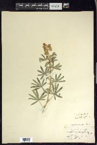 Lupinus argenteus var. parviflorus image