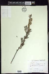 Salix humilis var. tristis image