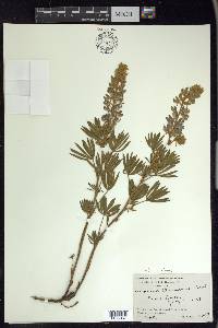 Lupinus sericeus image