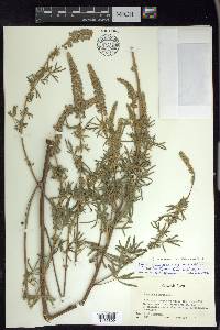 Lupinus argenteus var. fulvomaculatus image
