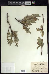 Salix glauca var. villosa image