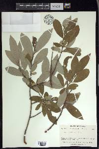 Salix glauca image