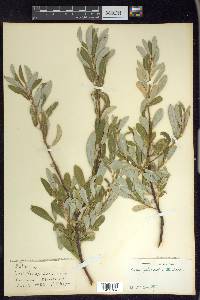 Salix glauca var. villosa image