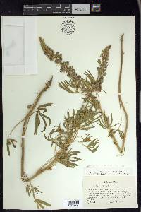 Lupinus sericeus image