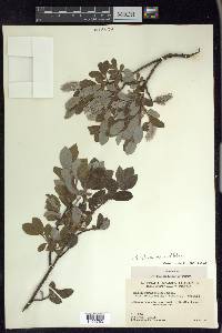 Salix glauca var. cordifolia image