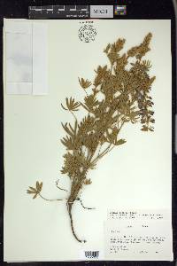 Lupinus sericeus image