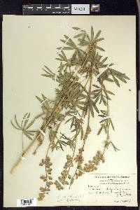 Lupinus spathulatus image