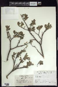 Salix glauca image