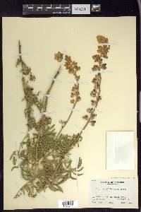 Lupinus argenteus subsp. rubricaulis image