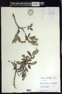 Salix glauca image