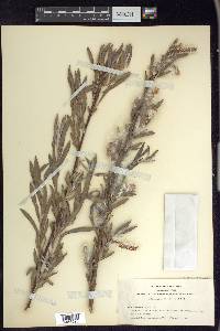 Salix exigua var. hindsiana image