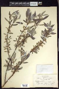 Salix geyeriana image