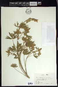 Lupinus sericeus image