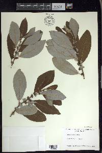 Salix hookeriana image