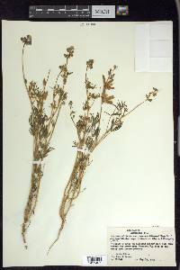 Lupinus nanus image