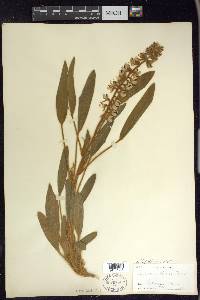 Lupinus villosus image