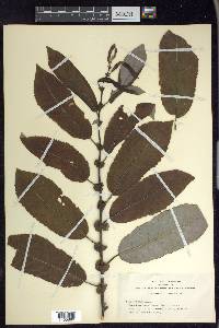 Salix hookeriana image