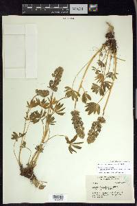 Lupinus latifolius image