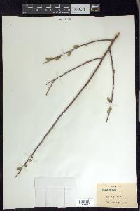 Salix glauca image