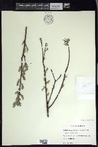 Salix humilis var. tristis image