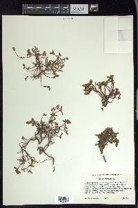 Salix herbacea image