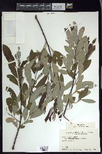 Salix humilis var. keweenawensis image