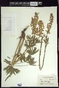 Lupinus arbustus image