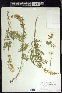 Lupinus sulphureus image