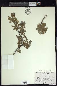 Salix glauca image