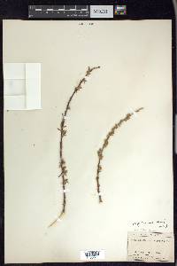 Salix geyeriana image