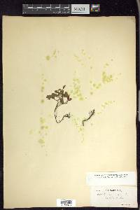 Salix herbacea image