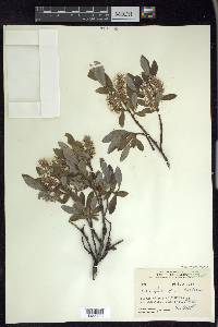 Salix glauca var. villosa image