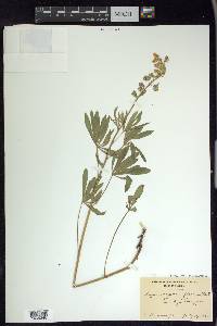 Lupinus argenteus var. parviflorus image