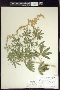 Lupinus spathulatus image