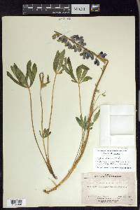 Lupinus arcticus image