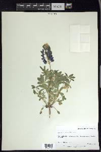 Lupinus texensis image