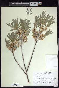 Salix geyeriana image