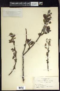 Salix hookeriana image