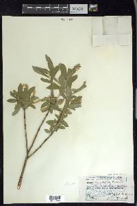 Salix glauca var. acutifolia image